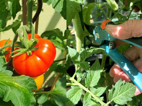 Blütenendfäule bei Tomaten was dagegen tun Gartenmoni de Altes