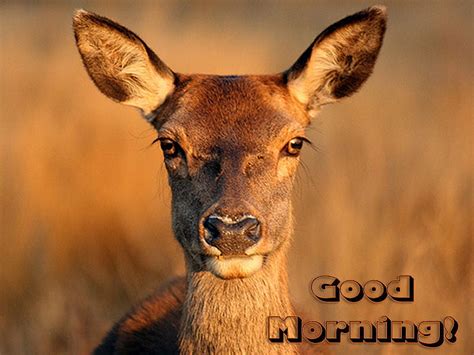 Good Morning Deer Good Morning Cute Baby Deer Sweet Hd Wallpaper