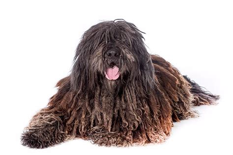 Bergamasco Sheepdog Dog Breed Information Rare Dogs Rare Dog Breeds