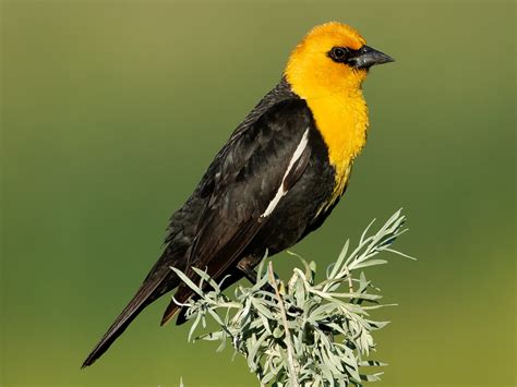 17 Yellow Birds in Minnesota to Paint the Skies Gold - Sonoma Birding