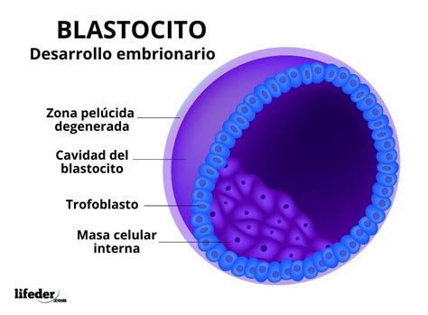 Trofoblasto Qu Es Funci N Capas Enfermedades