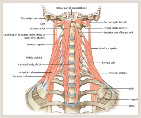 Topography Of The Neck Surgery Oxford International Edition