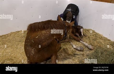 Horse giving birth Stock Video Footage - Alamy