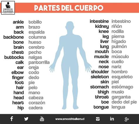 Partes Del Cuerpo En Ingles Y Espa