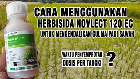 Cara Menggunakan Herbisida Novlect 120 EC Untuk Mengendalikan Gulma