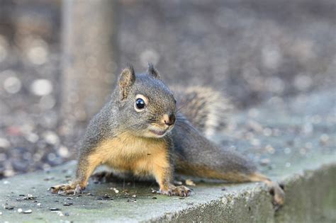 Pine Squirrel