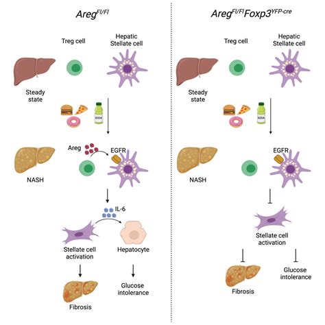 Amphiregulin From Regulatory T Cells Promotes Liver Fibrosis And