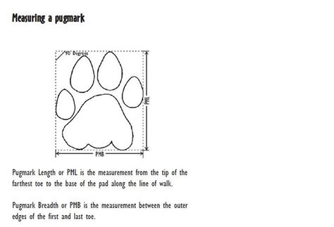 The measurement of pugmarks/spoor/track of in Lion vs Tiger Discussion ...