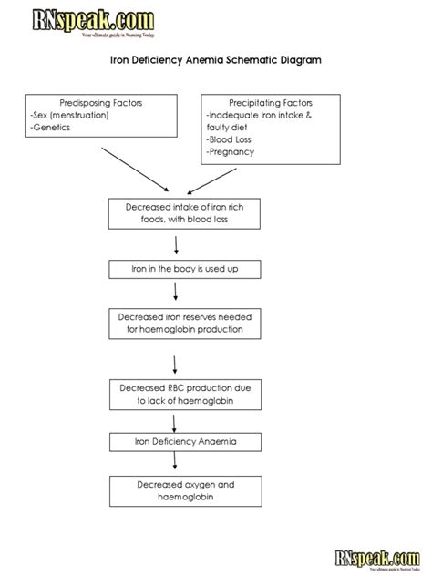 iron deficiency anemia pathophysiology diagram