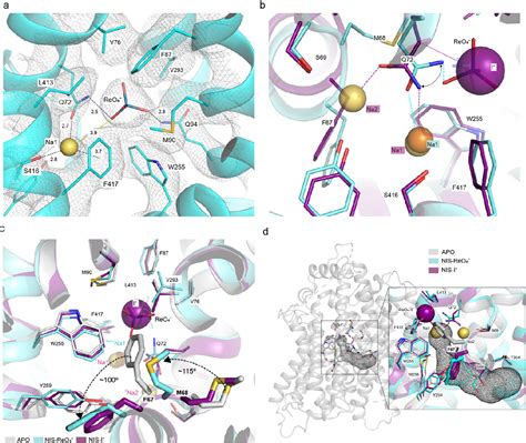 Structural Insights Into The Mechanism Of The Sodium Iodide Symporter