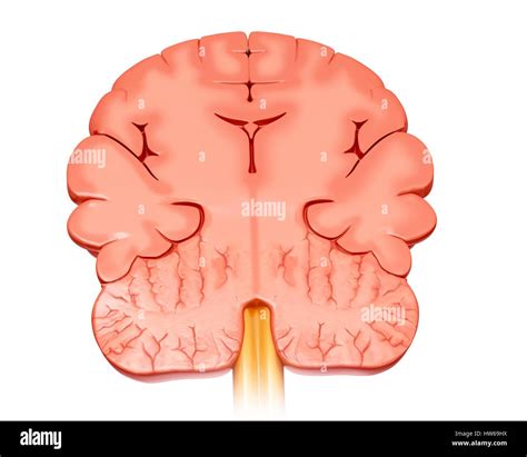 Cross Section Of The Brain Hi Res Stock Photography And Images Alamy