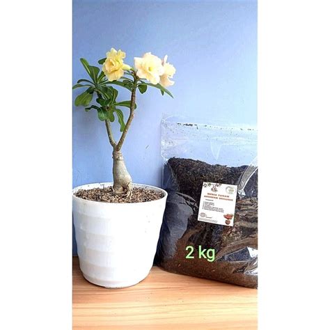 Jual Media Tanam Adenium Kamboja Jepang Organik Porous Kemasan Kg