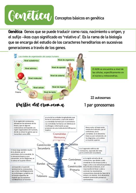 Apuntes Gen Tica Medica Gen Tica Conceptos B Sicos En Gen Tica