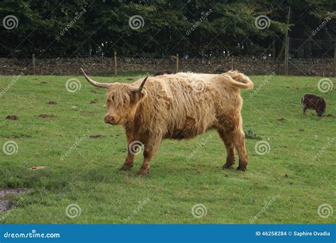 Vaca Das Montanhas Gado Das Montanhas Em Uma Explora O Agr Cola Foto