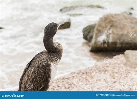 Lone Cormorant With Yellow Five On Beak Stands On Rock And Looking Out