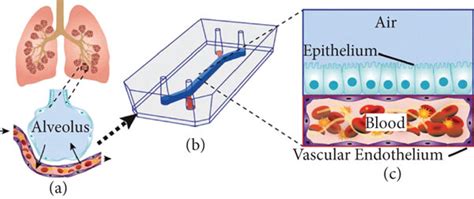 Microengineered Model Of Human Pulmonary Thrombosis On Chip A A