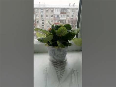 цветок скелет #хочуврек - YouTube