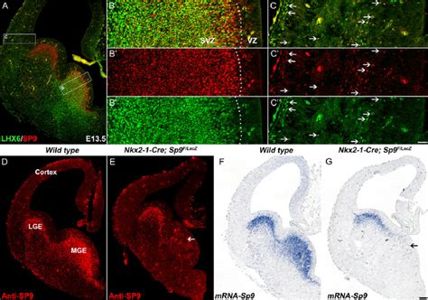 SP9 Is Expressed In LHX6 MGE Progenitors And Derived Interneurons