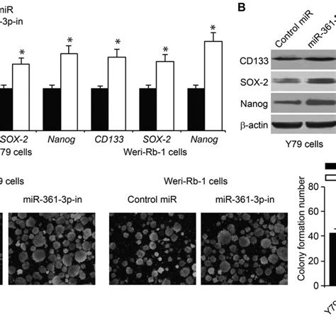 Mir P Inhibition Promotes Rb Cell Stemness A Reverse