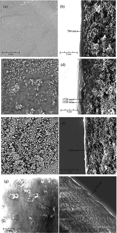 The Surface And The Cross Section Morphologies Of A And B PEI CC PSF