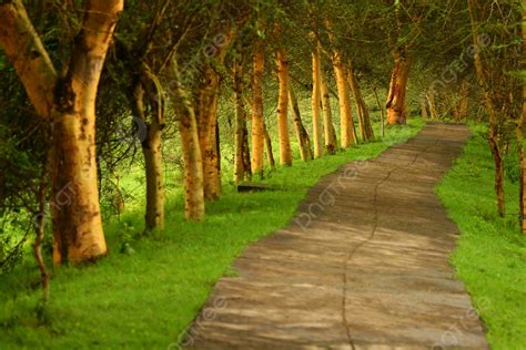 Fundo Floresta Caminho Saf Ri Dire O Madeira Foto E Imagem Para