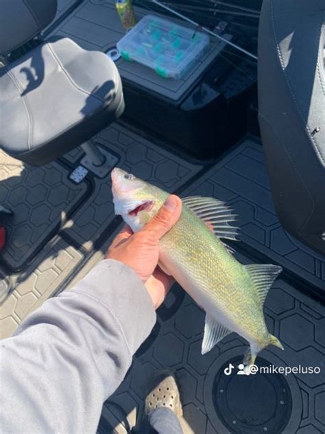 Lake Sakakawea Fishing Report September Th Mike Peluso Outdoors