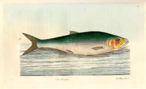 Atlantic herring - Facts, Diet, Habitat & Pictures on Animalia.bio