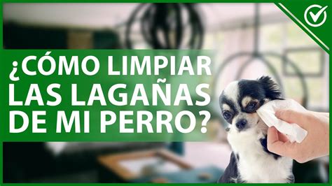 Cómo LIMPIAR las LAGAÑAS de mi PERRO sin lastimarlo Remedios