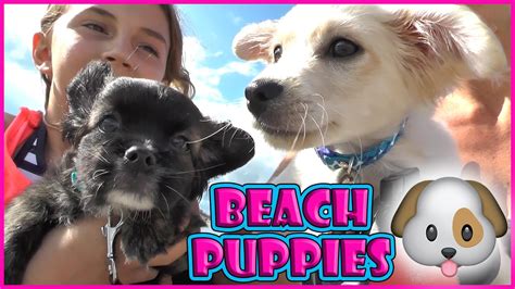 Puppies First Trip To The Beach We Are The Davises Youtube