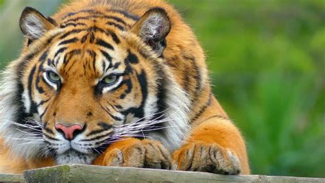 Top 198 + National animal of india tiger - Inoticia.net