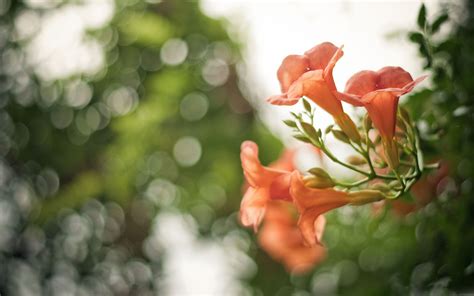 Pink Flowers Bokeh MacBook Air Wallpaper Download | AllMacWallpaper