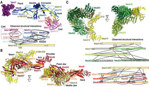 Structure Of The Human Mediator Bound Transcription Preinitiation