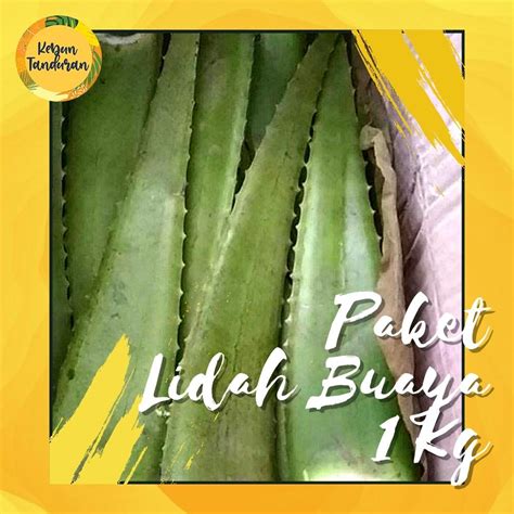 Jual Paket 1 Kg Daun Pelepah Lidah Buaya Jumbo Aloe Vera Tanaman