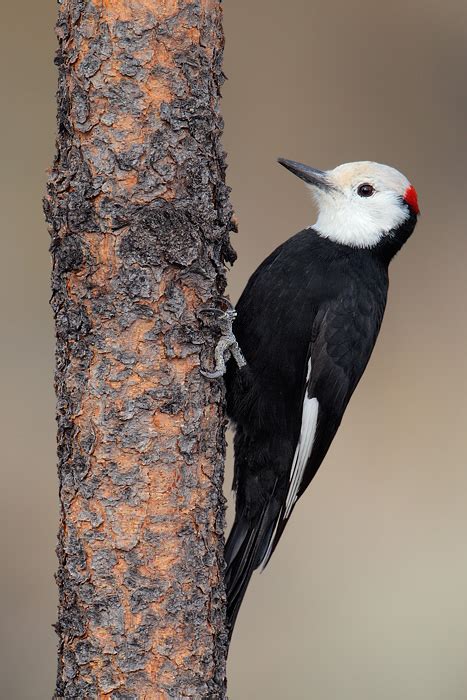 White-headed Woodpecker 4