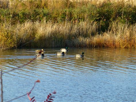 Blackwater National Wildlife Refuge,MD – November, 2021 – Scott's Own