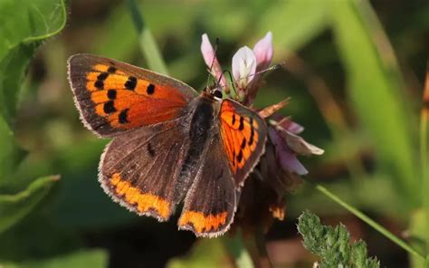 Butterfly Species In France Insectic