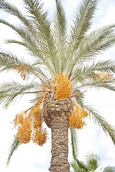 Palm Tree With Dates Stock Image Everypixel