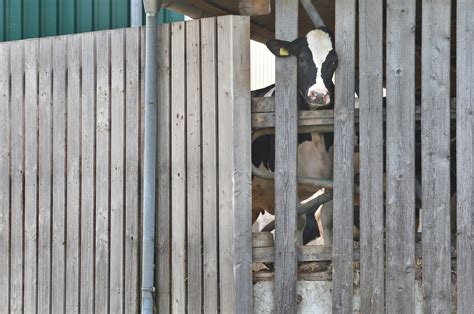 Angeklagte sollen 58 Rinder misshandelt haben Der nächste Tierskandal