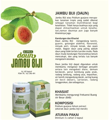 Daun Jambu Biji – Obat Herbal Untuk Kesembuhan dan Kesehatan