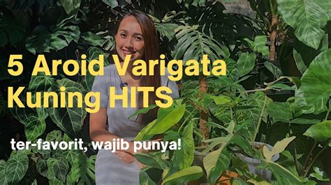 5 Aroid Varigata Kuning Favoritku YouTube