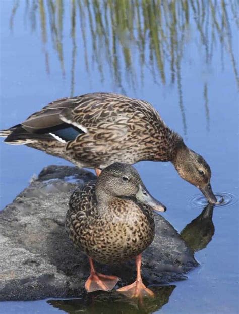 Hawaiian Duck - British Waterfowl Association