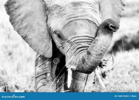 Retrato Del Elefante En Blanco Y Negro Imagen De Archivo Imagen De