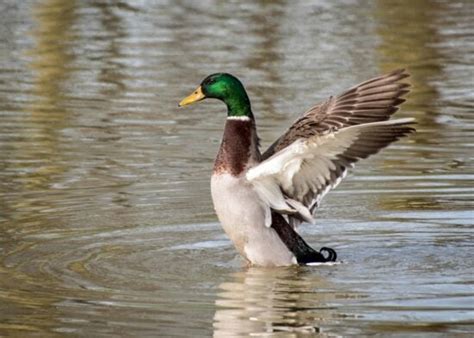 Image Libre Oiseau Volaille Canard Lac Oiseaux Aquatiques La