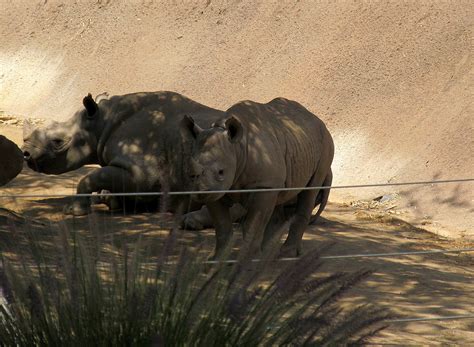 Life with Dylan: Endangered Species Monday: Black Rhinoceros