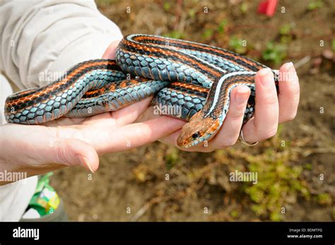 Extremely Rare San Francisco Garter Snake Thamnophis Sirtalis