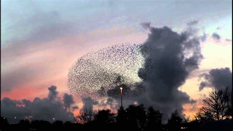 How Starling Murmuration Research Could Save A Species