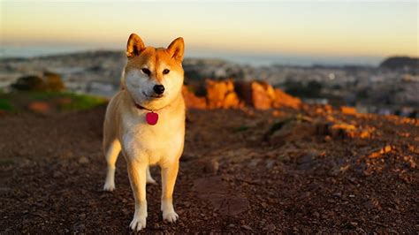 Shiba dog 1080P, 2K, 4K, 5K HD wallpapers free download, sort by ...