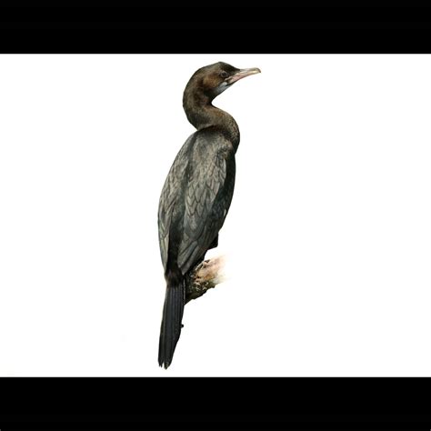 Pygmy Cormorant | Microcarbo pygmaeus | Species Guide | Birda