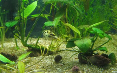 Pea Puffer Care: Complete Guide for Beginners - AquariumNexus