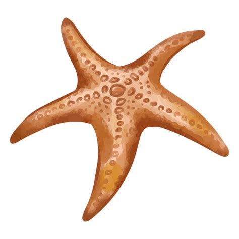 Starfish Png